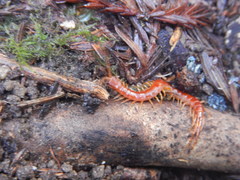 Scolopocryptops spinicaudus