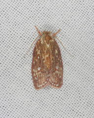 Euchaetis metallota