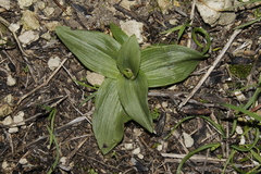 Ophrys speculum