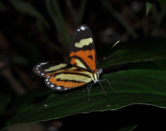 Hypothyris ninonia daeta