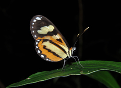 Hypothyris ninonia daeta