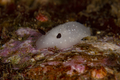 Cadlina limbaughorum