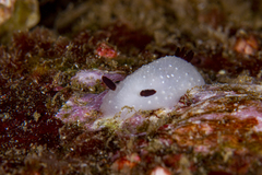 Cadlina limbaughorum