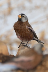 Leucosticte tephrocotis littoralis