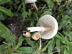 Chlorophyllum hortense