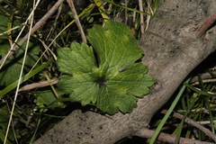 Ranunculus neapolitanus