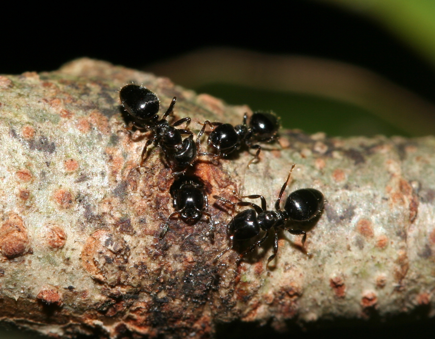 Aphomomyrmex afer