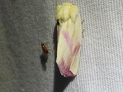 Thurberiphaga diffusa