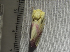 Thurberiphaga diffusa