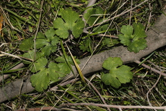 Ranunculus neapolitanus