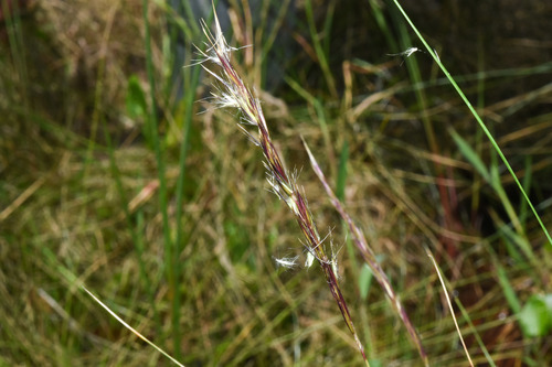 Danthonia secundiflora