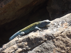 Liolaemus nigroviridis