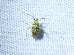 Taedia marmorata