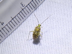 Taedia marmorata