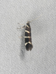 Macrobathra anacampta