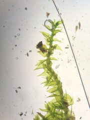 Anacamptodon splachnoides