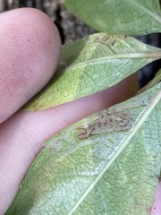 Phyllocnistis ampelopsiella