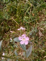 Pterogastra divaricata