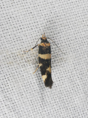 Macrobathra arrectella