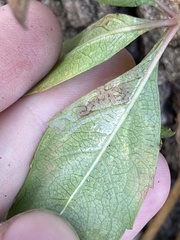 Phyllocnistis ampelopsiella