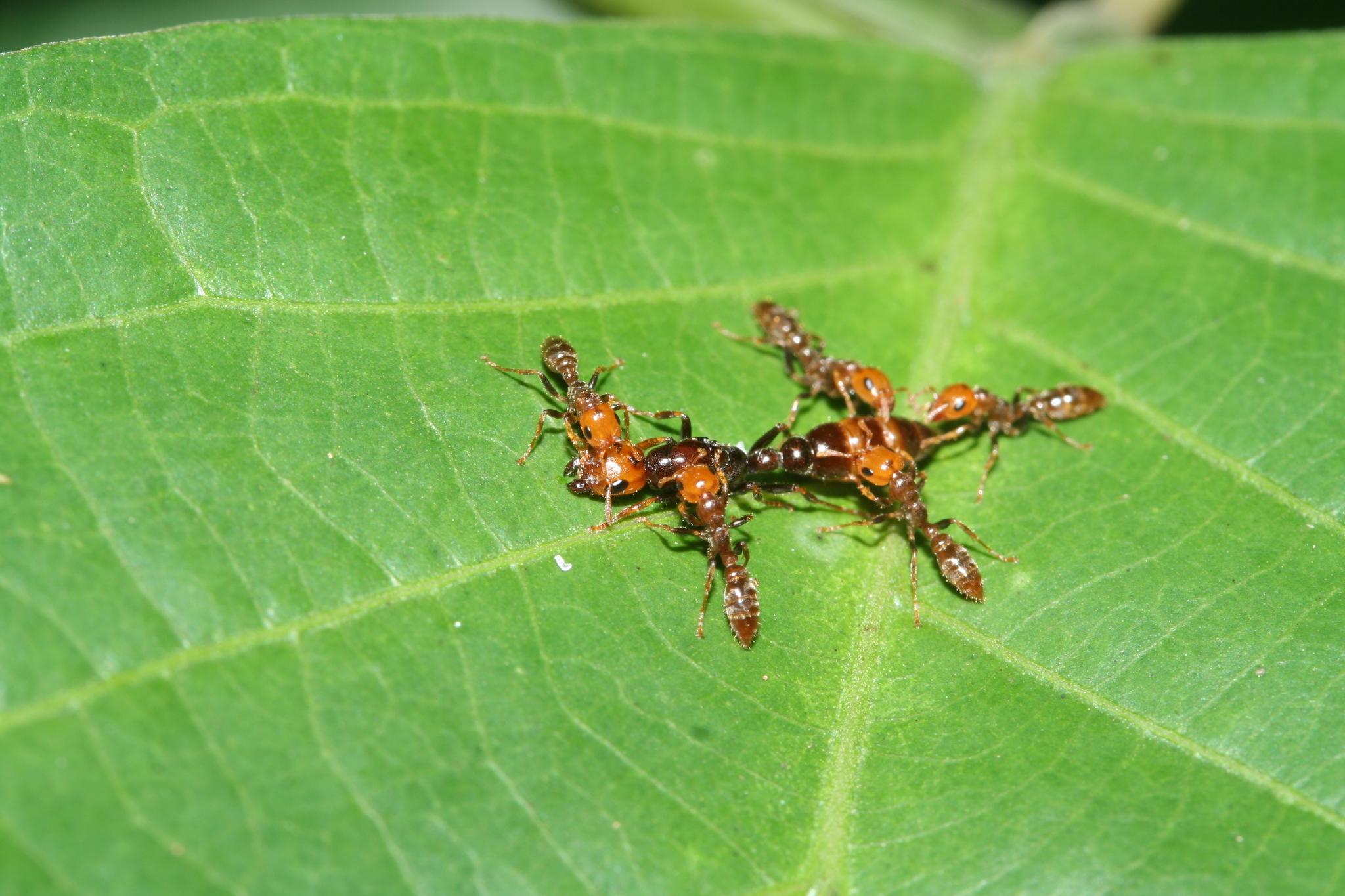 Pseudomyrmex penetrator
