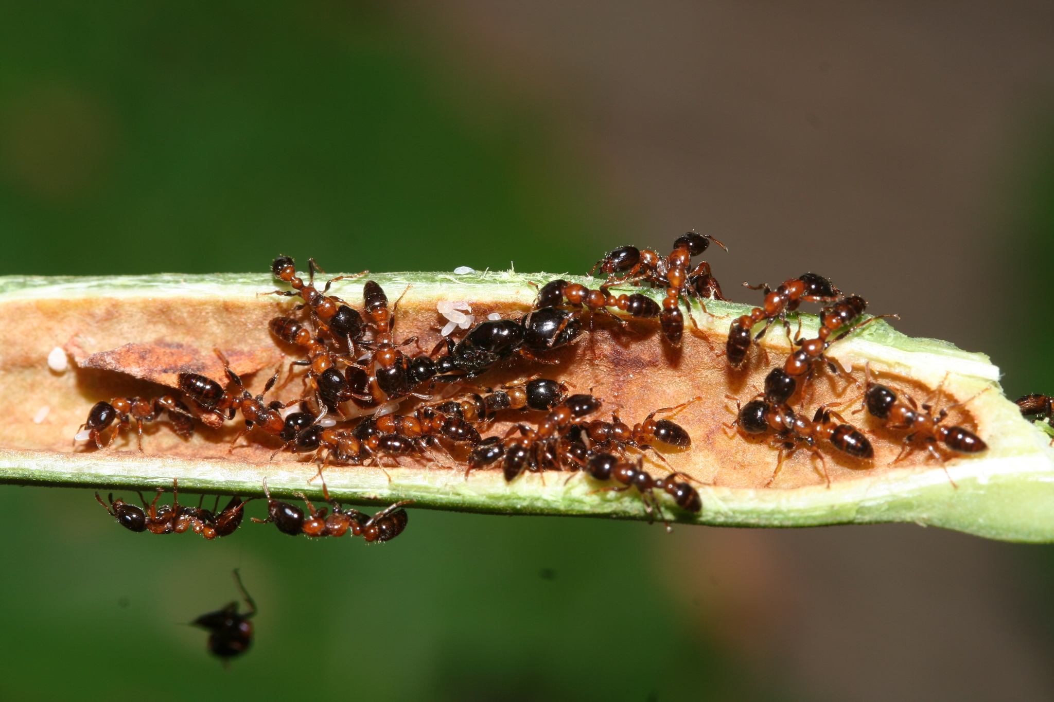 Pseudomyrmex malignus