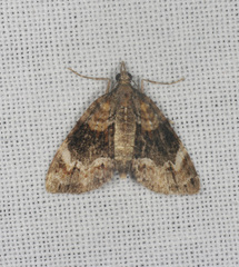 Microdes diplodonta