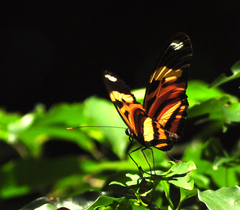Heliconius ethilla narcaea