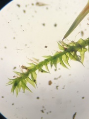 Anacamptodon splachnoides