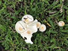 Chlorophyllum hortense