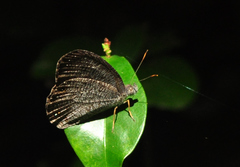 Godartiana byses