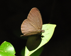 Godartiana byses
