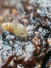 Carychium tridentatum