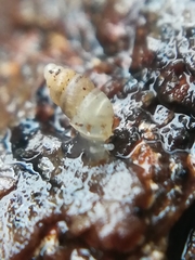 Carychium tridentatum