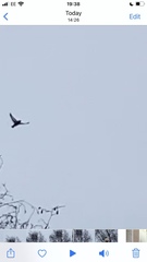 Turdus pilaris