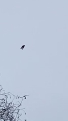 Turdus pilaris