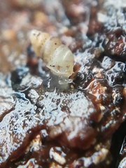 Carychium tridentatum