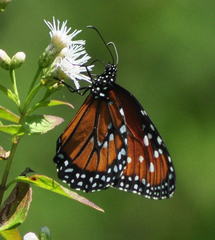 Danaus gilippus gilippus