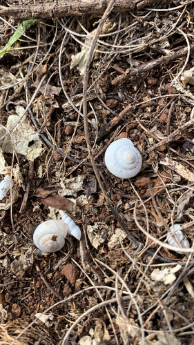 Bradybaena similaris observed 2021-01-29