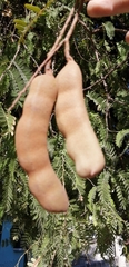 Tamarindus