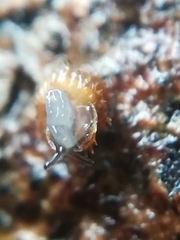 Acanthinula aculeata image