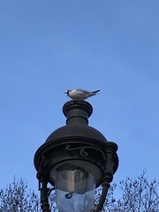 Chroicocephalus ridibundus