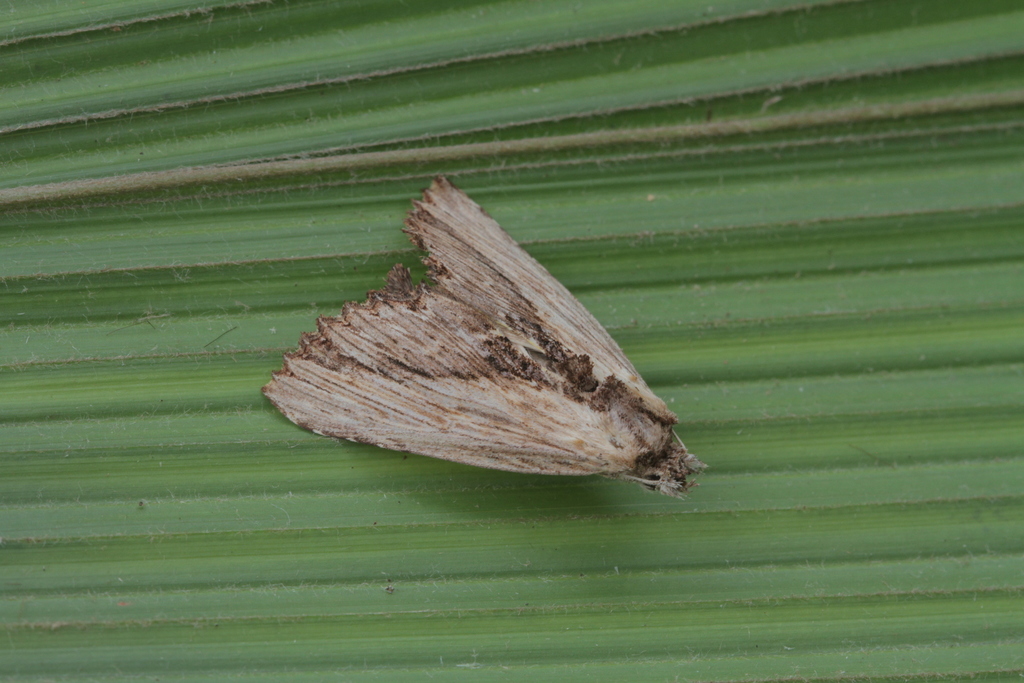 Lyricinus