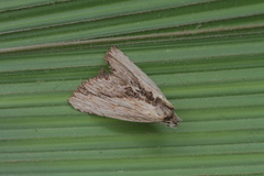 Lyricinus xylophasioides