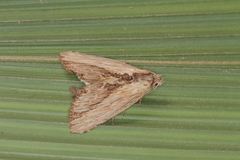 Lyricinus xylophasioides