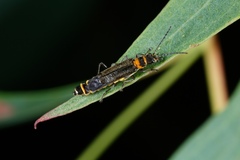 Chauliognathus sydneyanus