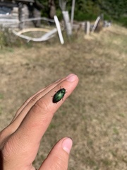 Buprestis adjecta
