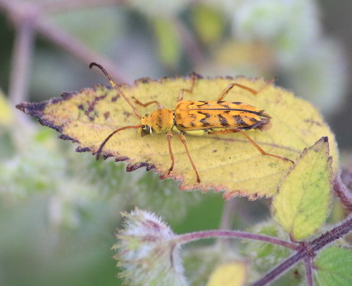 Ochraethes pollinosus