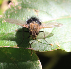 Epalpus