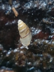 Carychium tridentatum